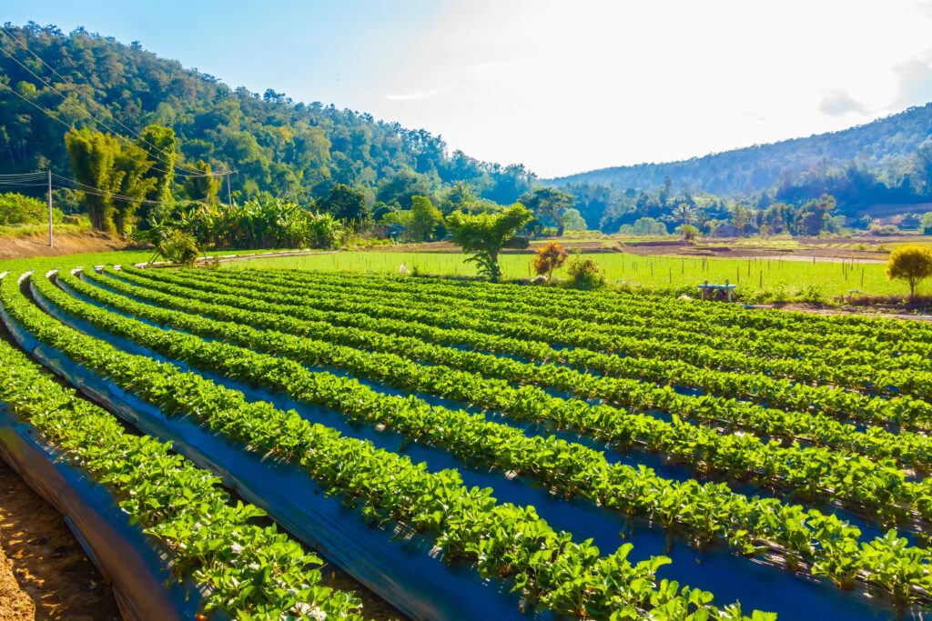 Made in India PVC & UPVC Ball Valves for Export – Durable, leak-proof, and ideal for farming and irrigation systems worldwide.